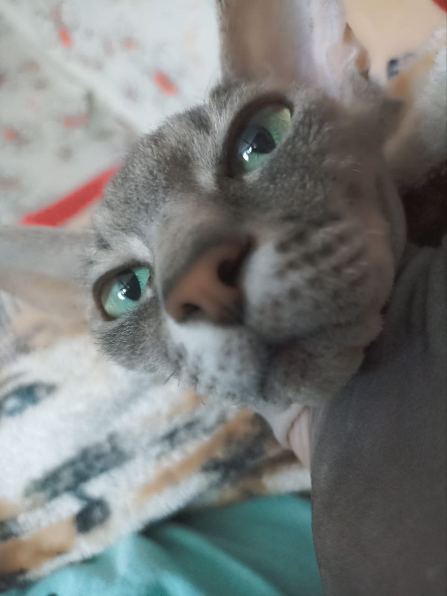 А это Плюша!