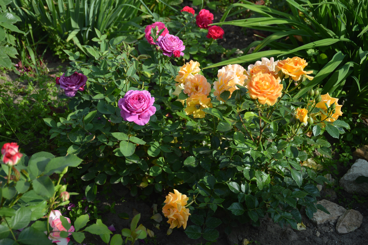 Розы-флорибунда Голдэльзе и Хайди Клум. 18 июня 2024. Все фотографии в статье мои. Розы - тоже