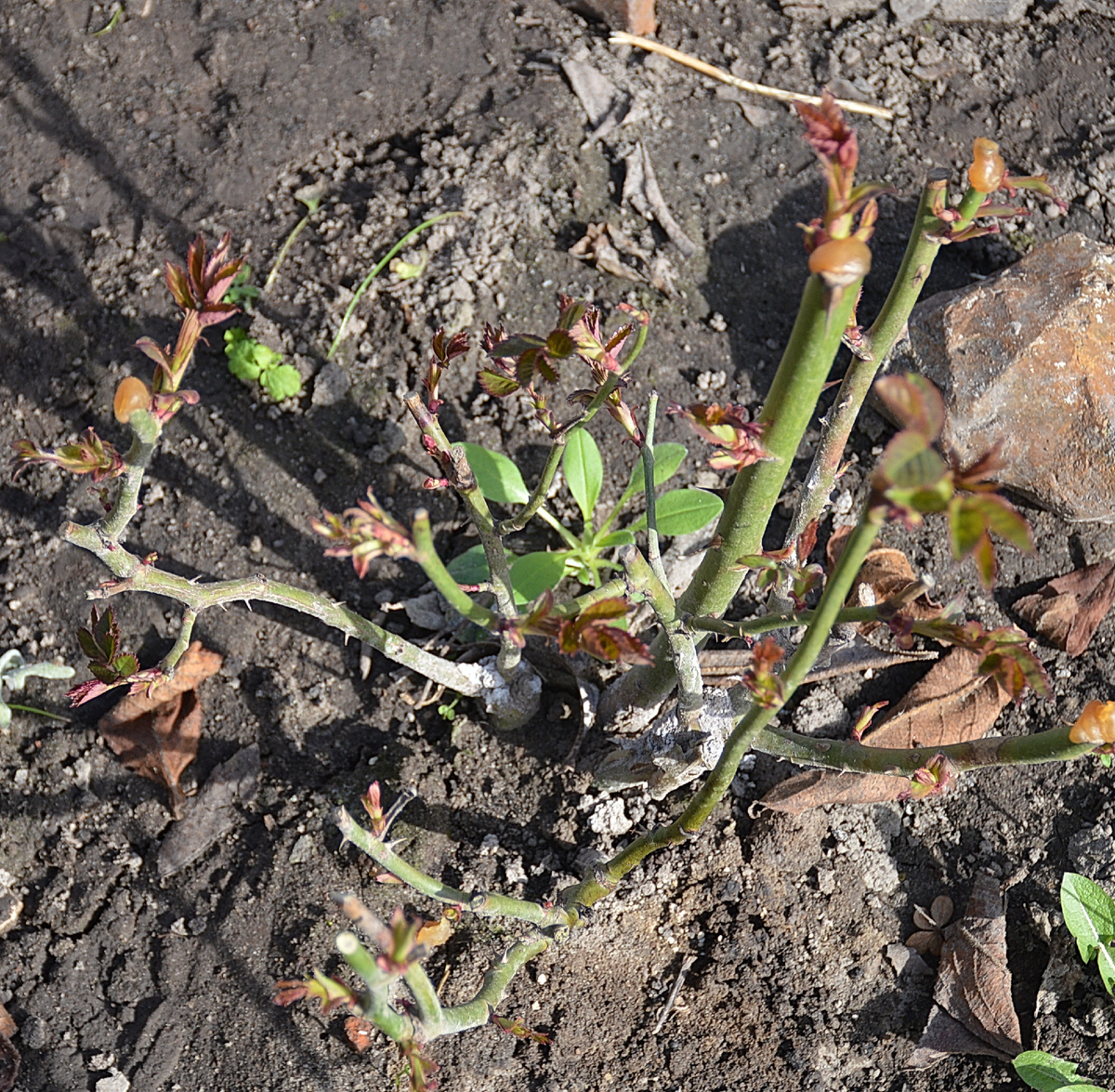 Роза-флорибунда Голдэльзе (Goldelse), 13 апреля 2024