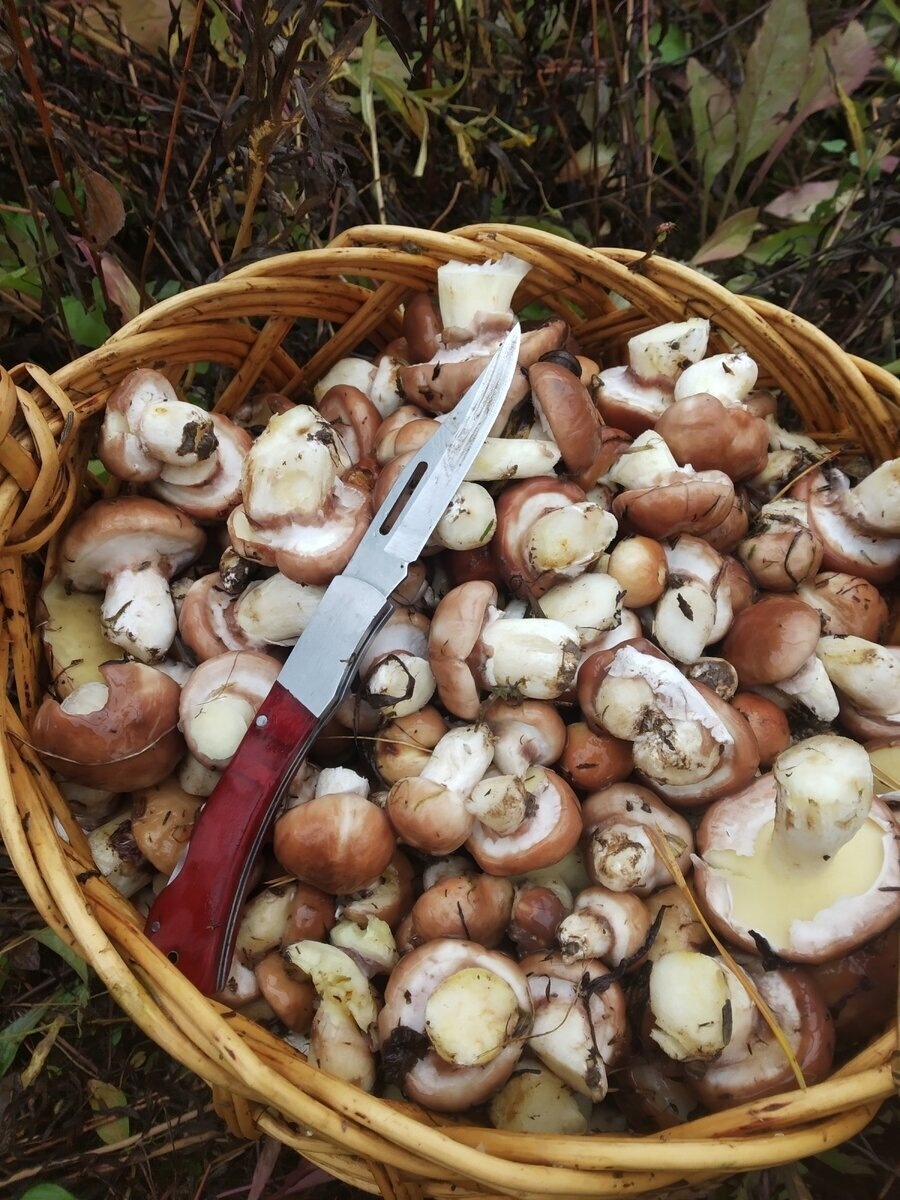 Автор фото Алексей Илюшин