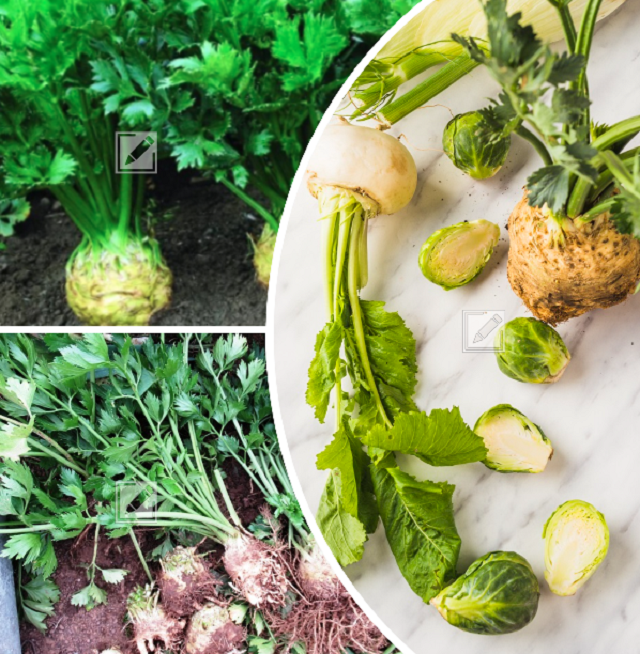 коллаж автора