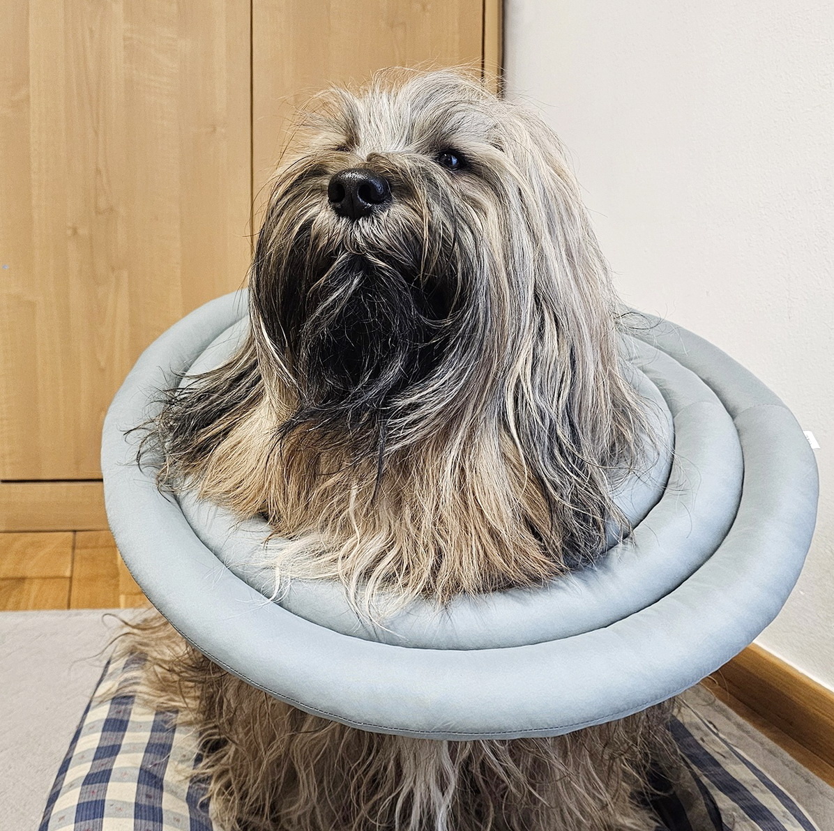 Тибетский терьер Меларен в мягком защитном воротнике. Здесь и далее в публикации фото из личного архива