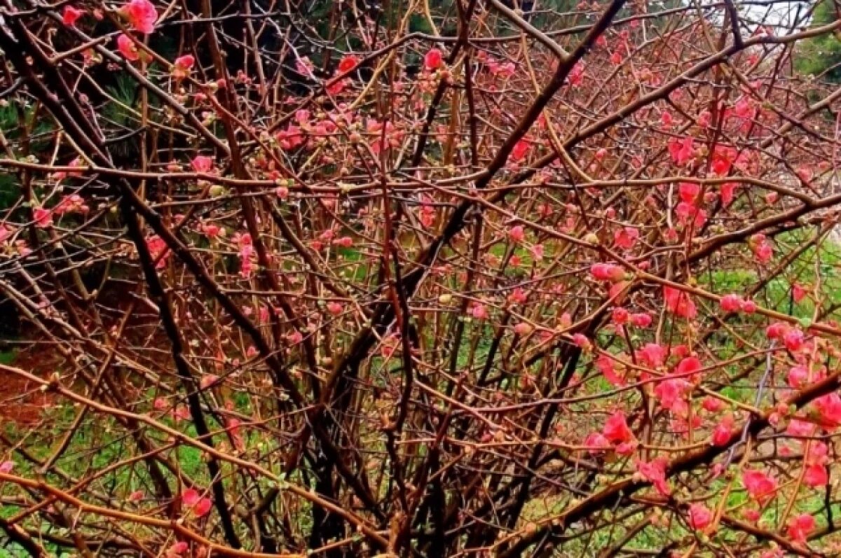    В Сочи расцвела «розовая леди»