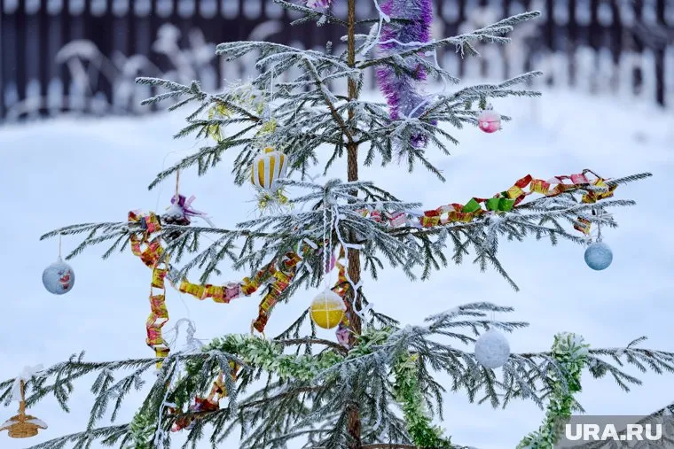 Перед утилизацией новогодней ели с нее нужно снять мишуру
Фото: Игорь Пантин © URA.RU