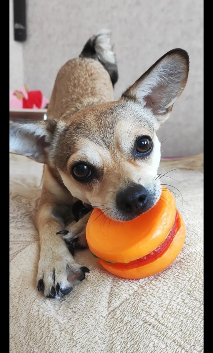 Моя собака по кличке Джесси