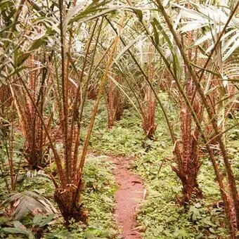 Плантация пальмы салак в Индонезии. Фотографии с просторов сети интернет.