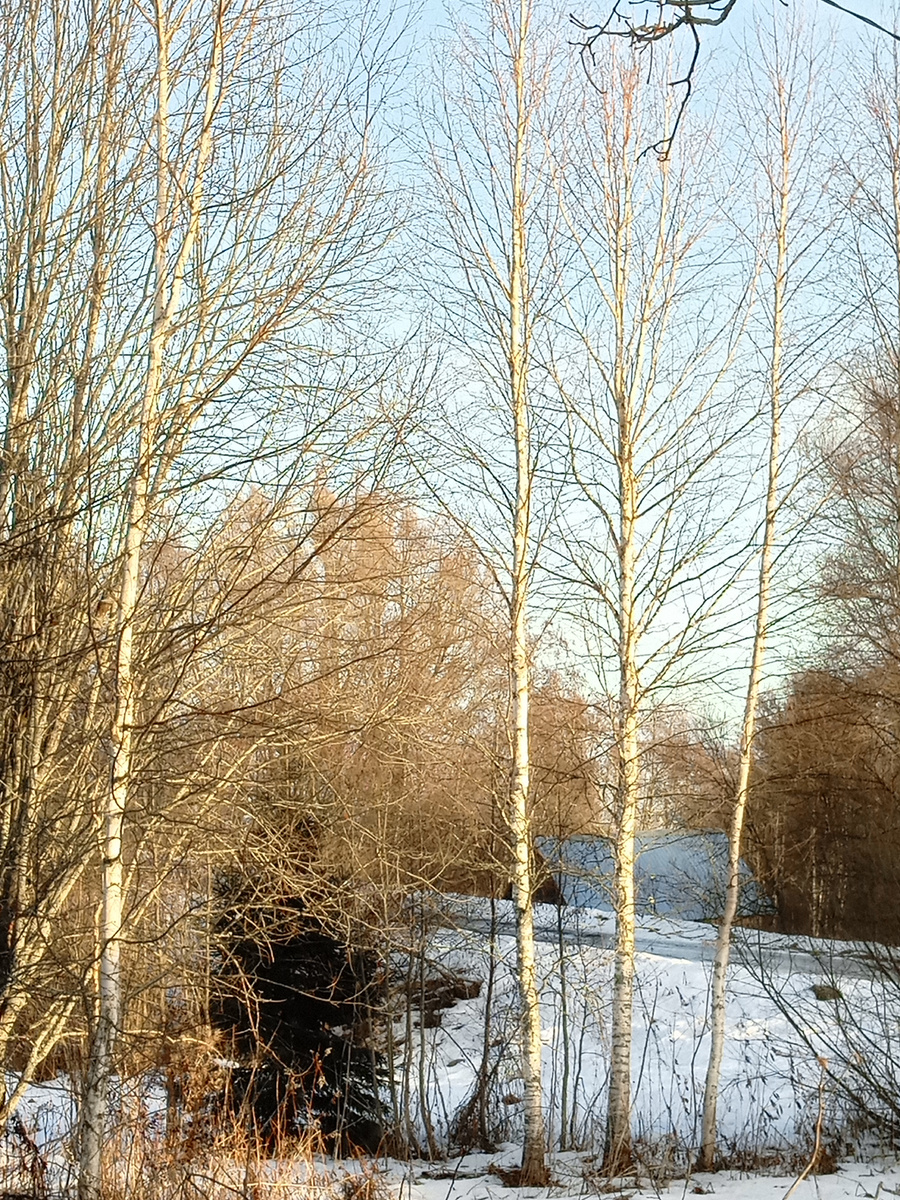 Зимняя природа.