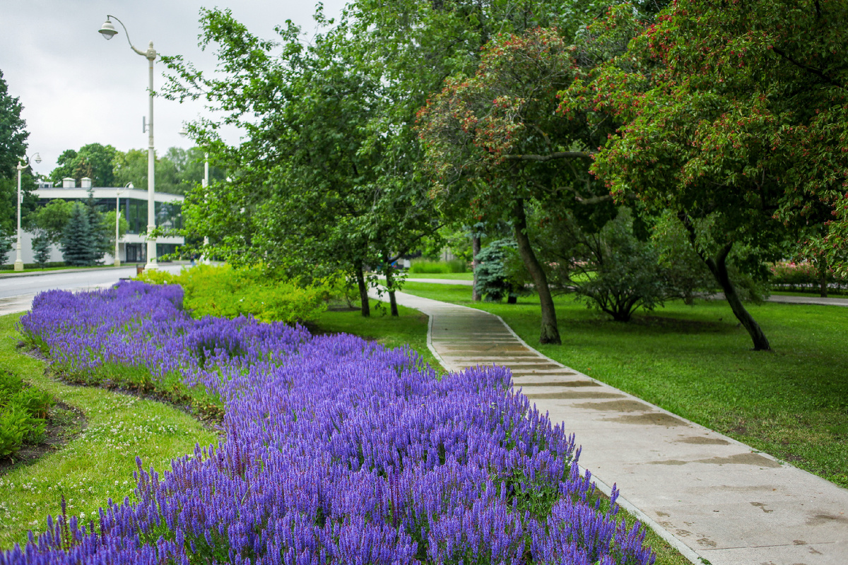 Волна из шалфея в парке ВДНХ.