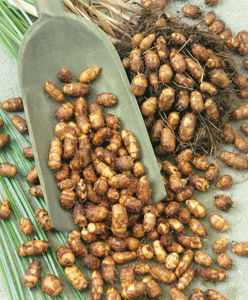 Фото: sad-i-ogorod.ru