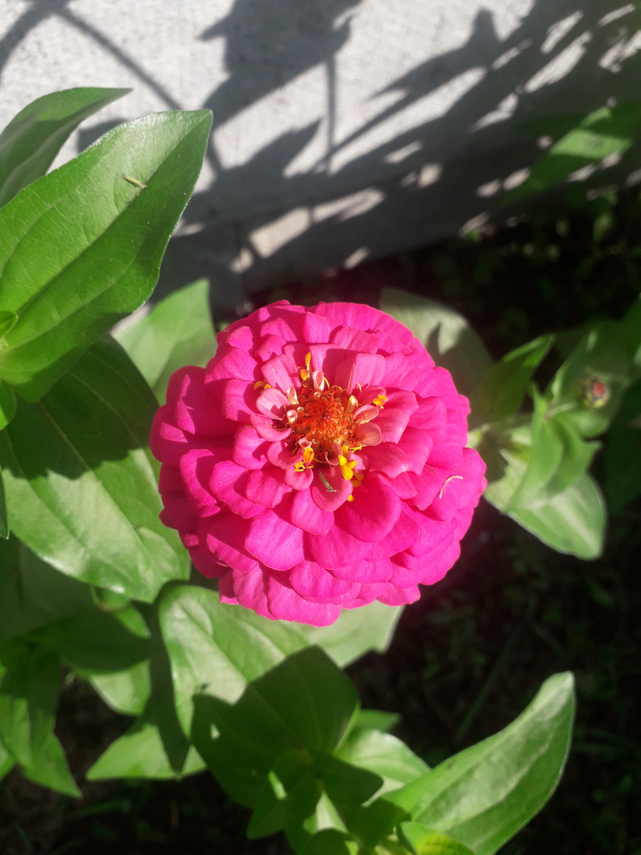 Циния. Фото автора.