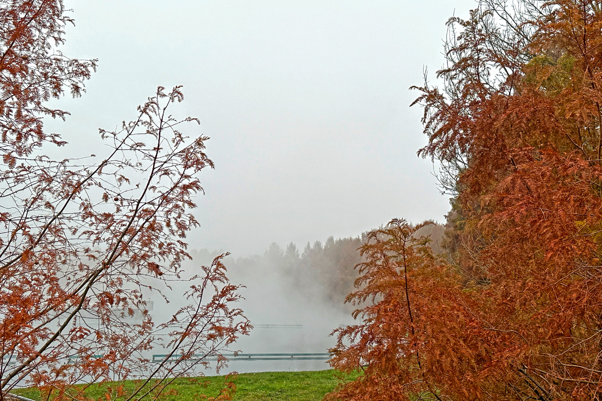Вокруг озера - красные луизианские кипарисы