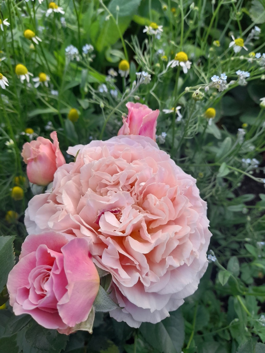 цветение 2024. роза Шато де Вармаркус