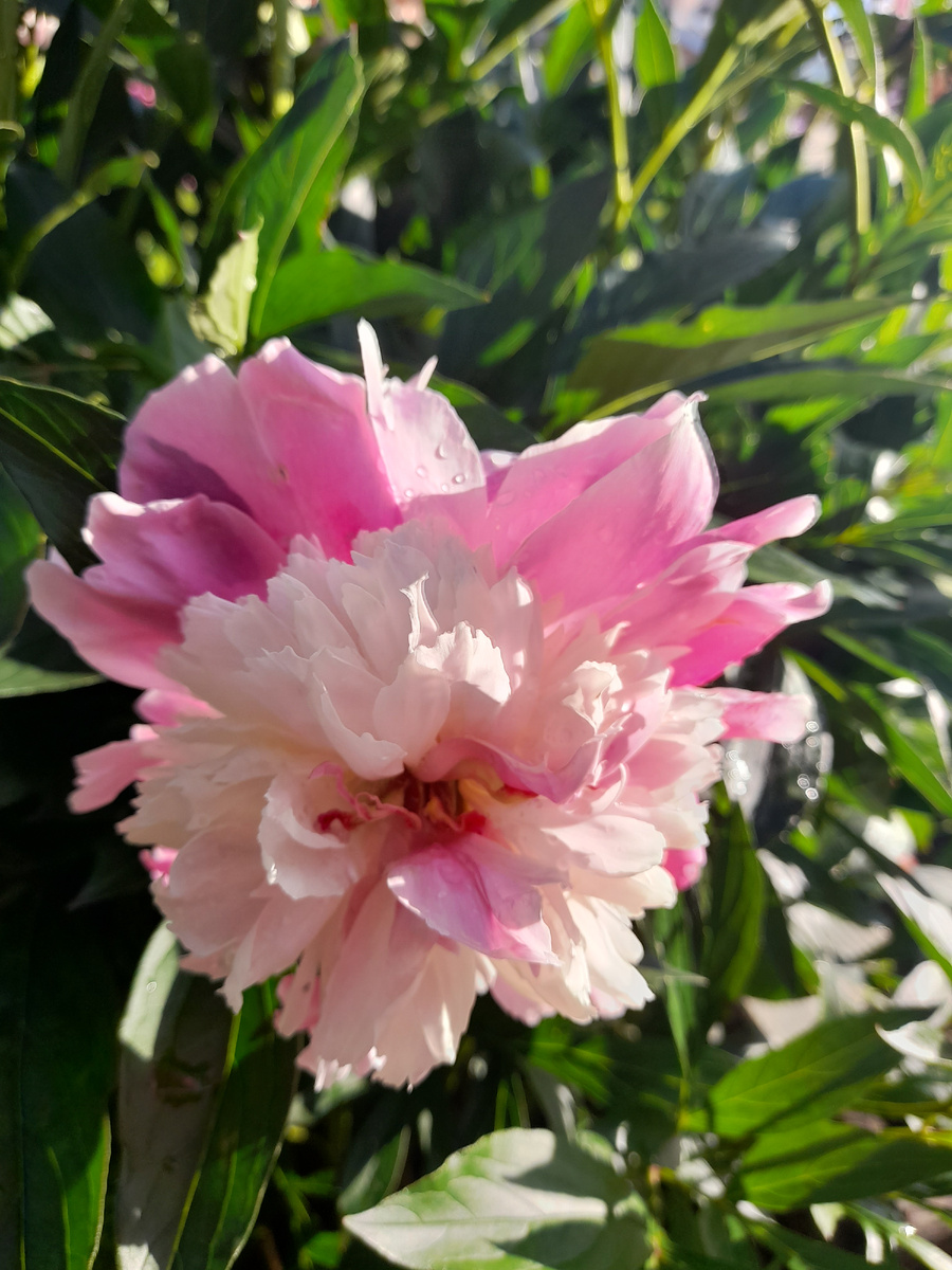 старейший французский сорт Эдулис Суперба.