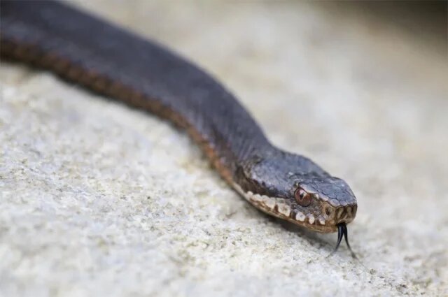    Каких животных запретят держать россиянам в квартире в 2025 году?