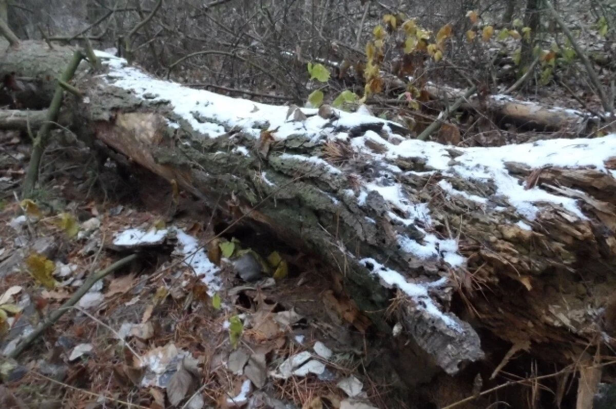    Тело задушенной мужем 32-летней женщины нашли в лесу в Воронежской области