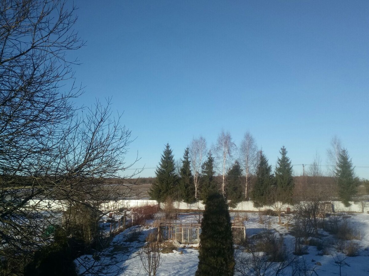 Темная полоса за елками - поля. Обычно такую картину я вижу не раньше марта