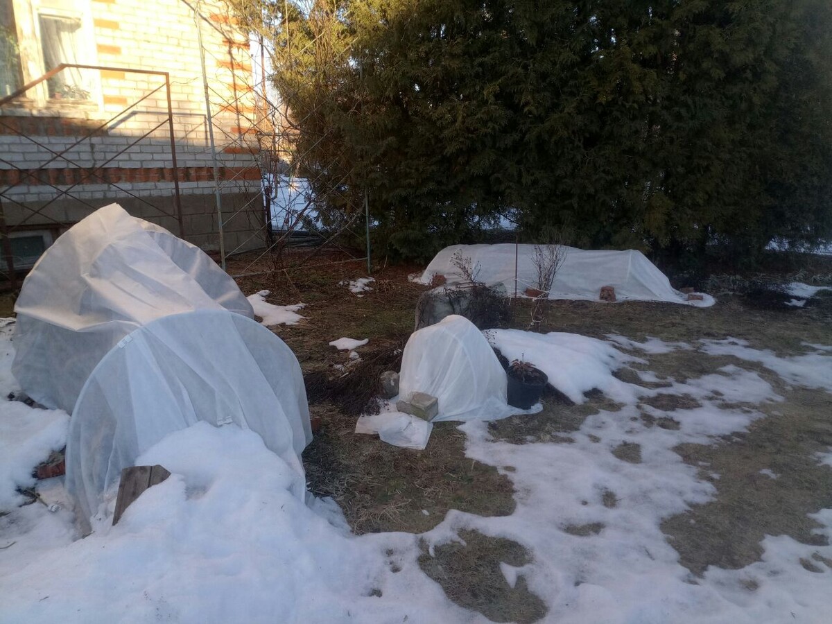 На большом укрытии надо верхний слой прищепками пристенуть все-таки: впереди ветреные дни