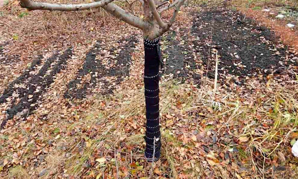 Приствольные круги обязательно нужно утеплять на зиму