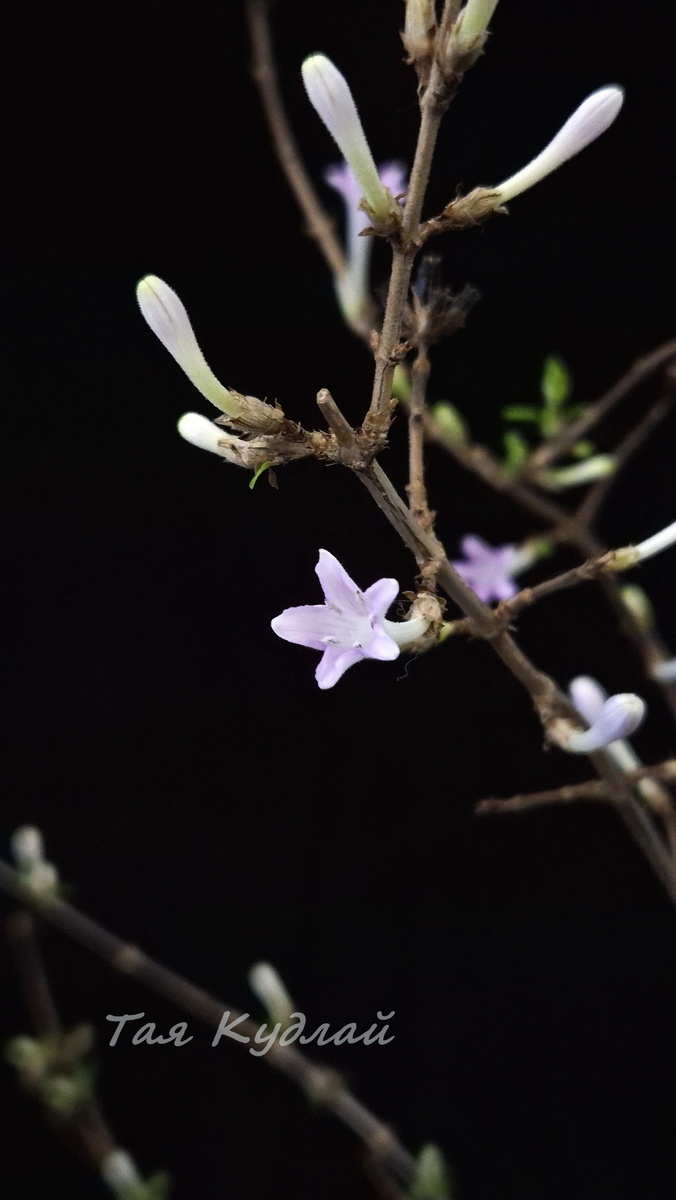 Фото 19,11,25. После зимовки