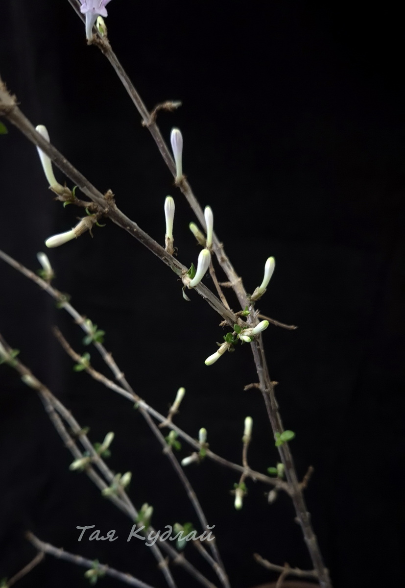 Бутончики нежно-сиреневого цвета