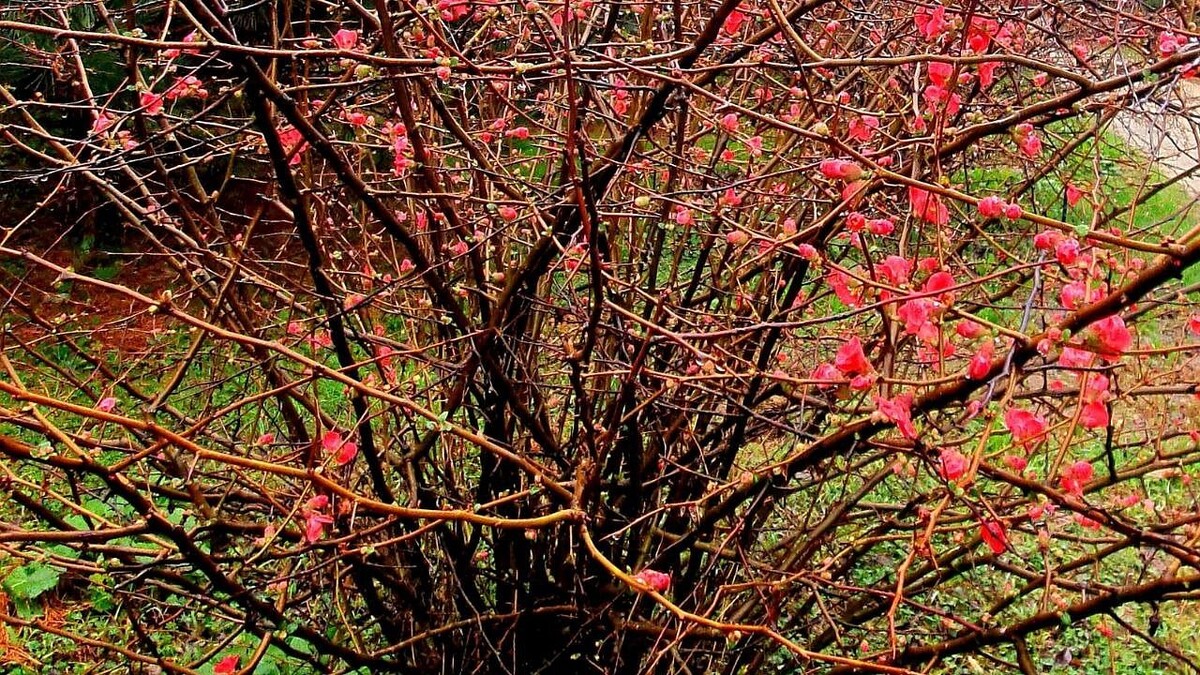    Фото: https://t.me/park_uzk