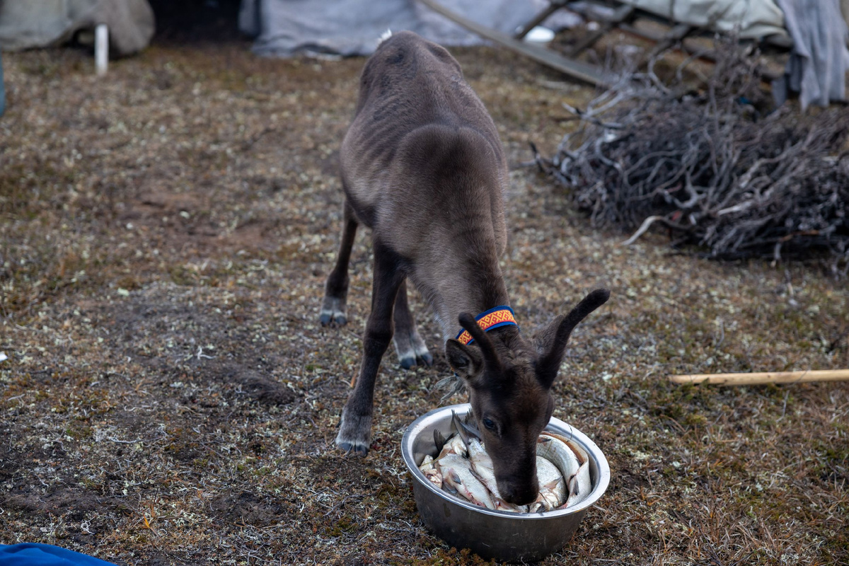 Фото: Фёдор Воронов/АНО «Ямал-Медиа»