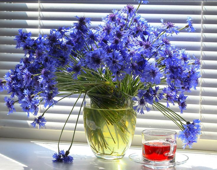 Картинка найдена на просторах интернета, ссылка: https://yandex.ru/images/search?from=tabbar&img_url=https%3A%2F%2Frare-gallery.com%2Fuploads%2Fposts%2F831482-Still-life-Cornflowers-Tea-Vase-Cup.jpg&lr=21645&p=9&pos=38&rpt=simage&text=%D0%B2%D0%B0%D1%81%D0%B8%D0%BB%D1%8C%D0%BA%D0%B8%20%D1%84%D0%BE%D1%82%D0%BE%20%D1%86%D0%B2%D0%B5%D1%82%D0%BE%D0%B2