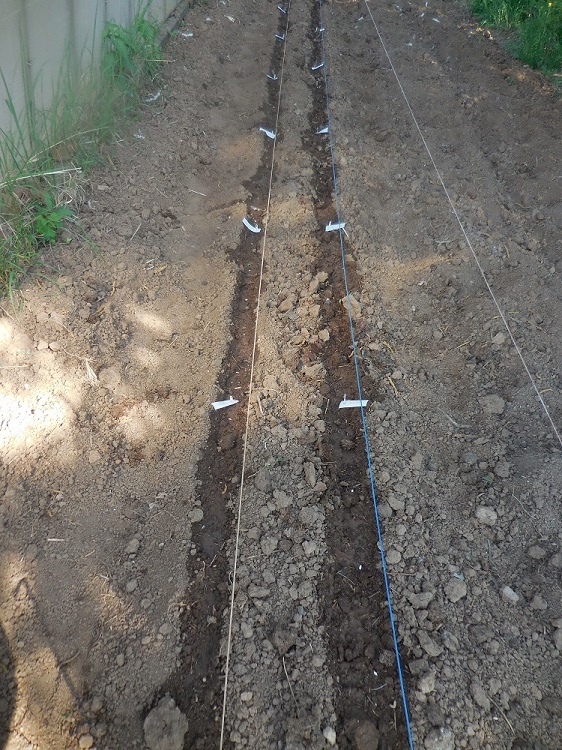 Посев кустовой фасоли. Середина мая.