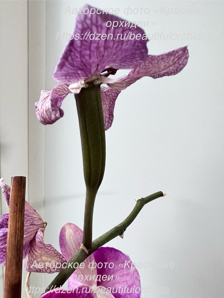 Семенная коробочка орхидеи