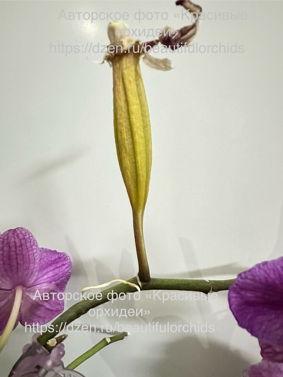 Вот так выглядят зрелая семенная коробочка, фото сделано вечером перед раскрытием.