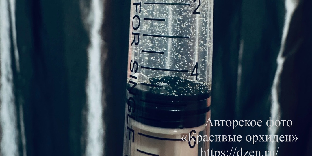 Опыт выращивания орхидеи из семян, пересадка протокормов ( часть 1)