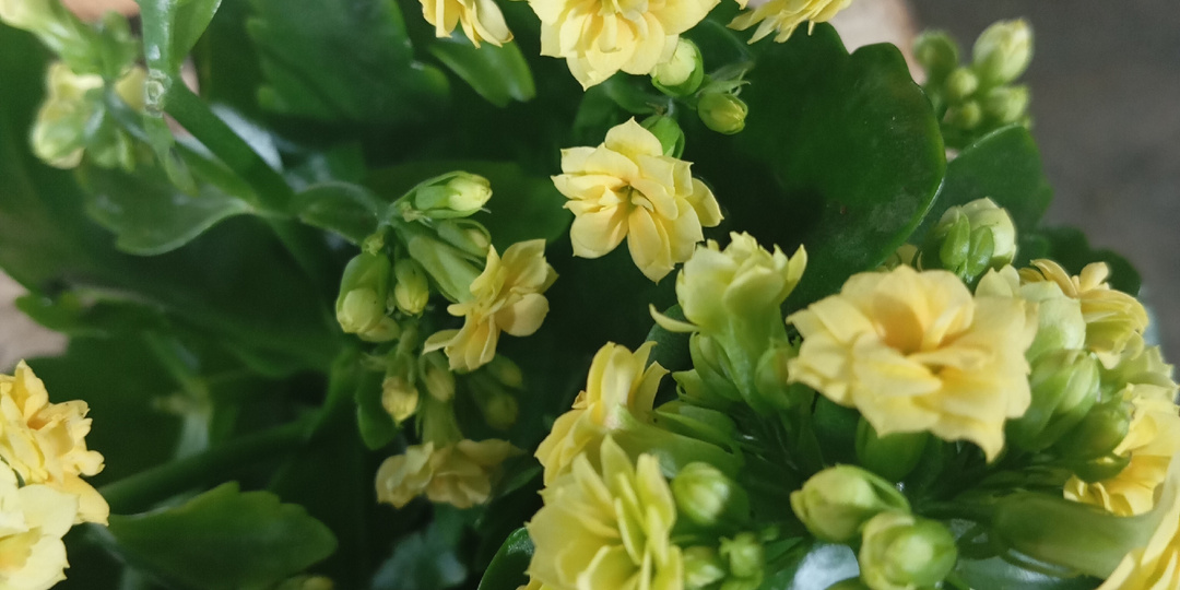 Коланхоэ цветущий. Уход.