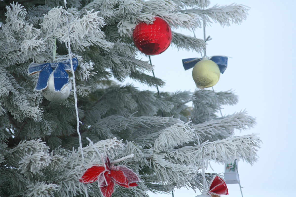 Елка в парке.