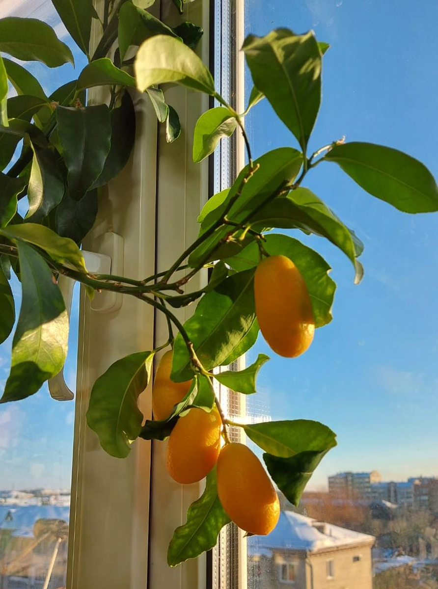 Кумкваты. Фото из личного архива Натальи Бондаревой