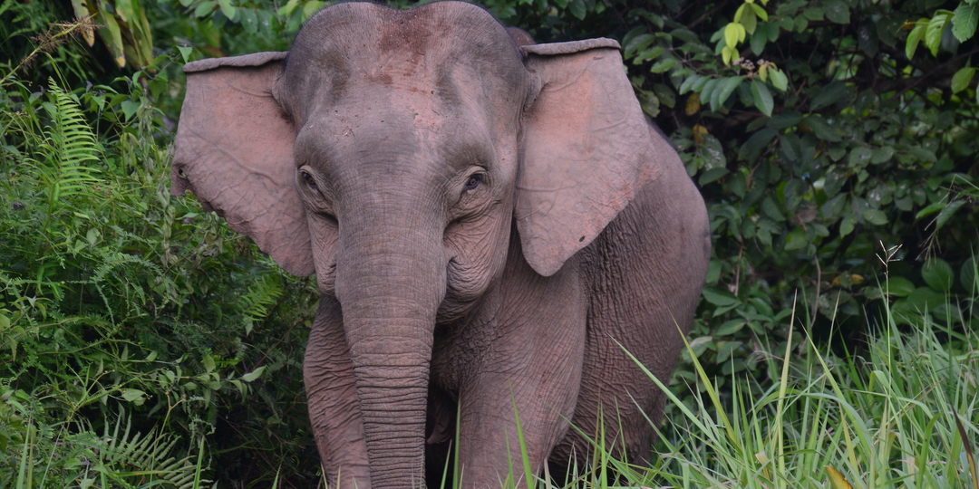 Карликовый слон: Добрые и маленькие. Вот что острова делают с великанами саванн и джунглей