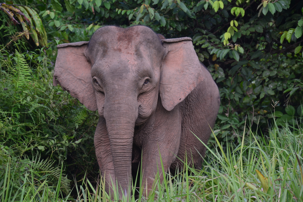 Вас посетил дух леса. +100 к удаче на этой и следующей неделе!