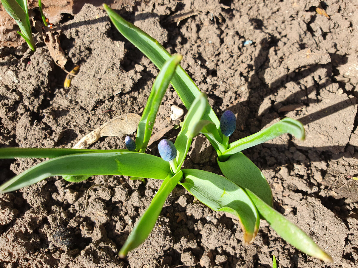 Цветущий январь