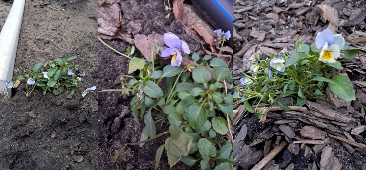 Цветущий январь