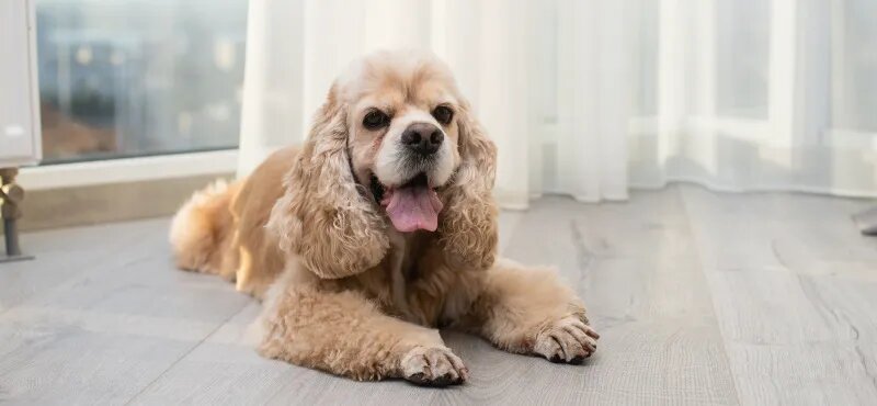 Американский кокер-спаниель