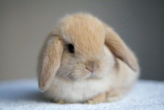 Фото: Яндекс картинки