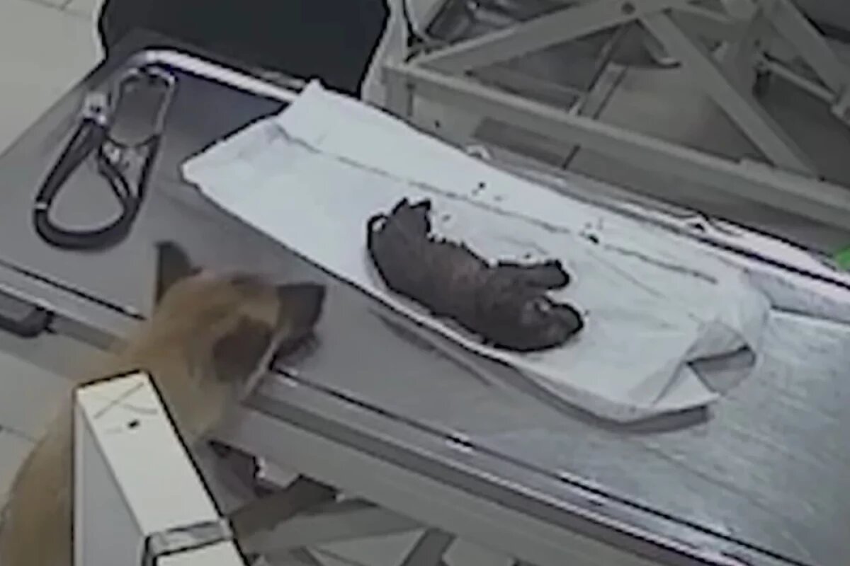    Малыш умирал.