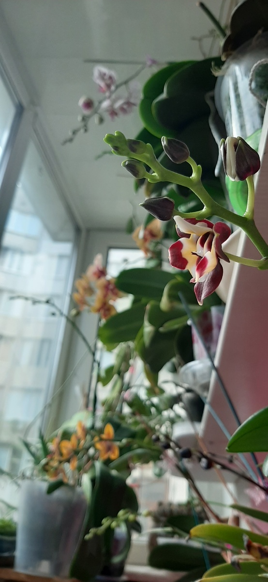 Каждый раз каждый цветок- чудо! 