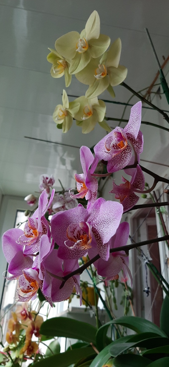 На переднем фоне орхидея Манхэттен, дома именуется Маней из Хэттена))) или просто Маней