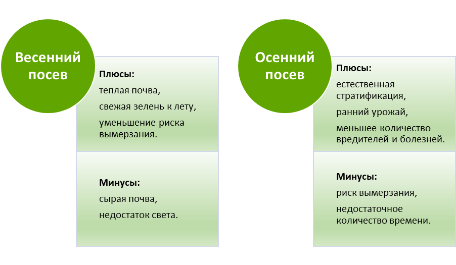 Плюсы и минусы веченнего и осеннего посева петрушки