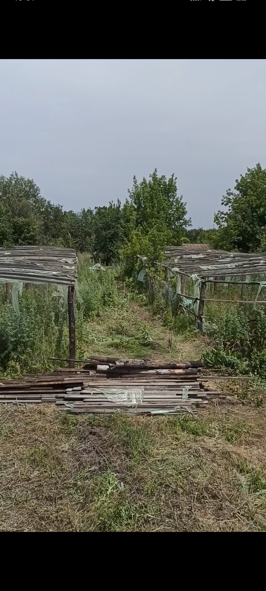 Убрали первый ряд, первой теплицы...