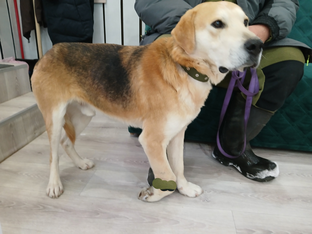 В ветклинике на приеме