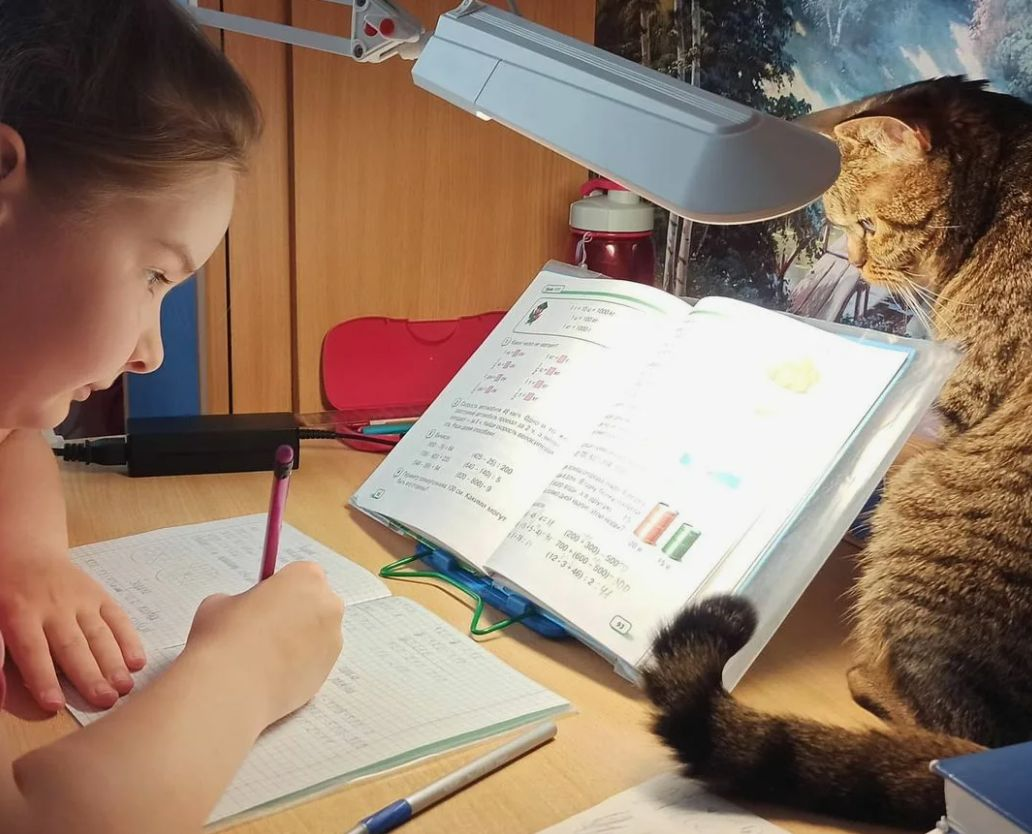 Яндекс картинки