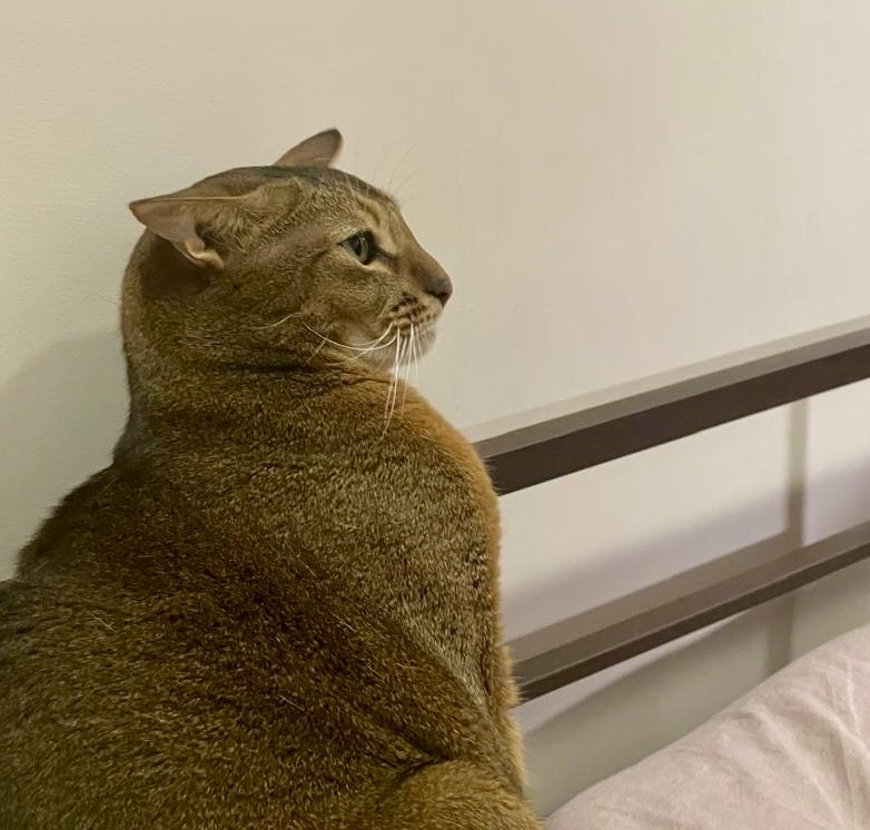 #AstrologyNelly #astrology_nelly #кот #знаки #котик