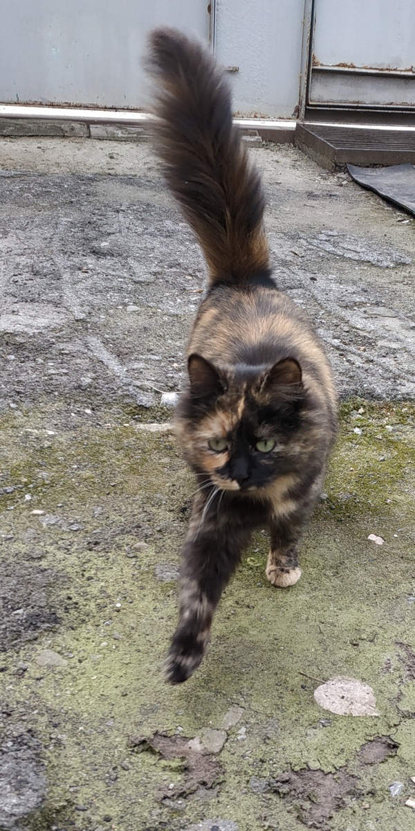 Категорически приветствует вас