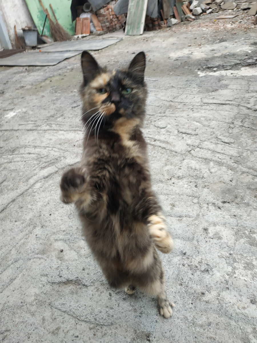 Кошка прямоходящая. Иногда) 